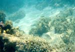A Snorkeler's View