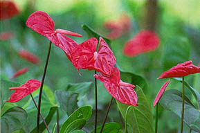 Native plant